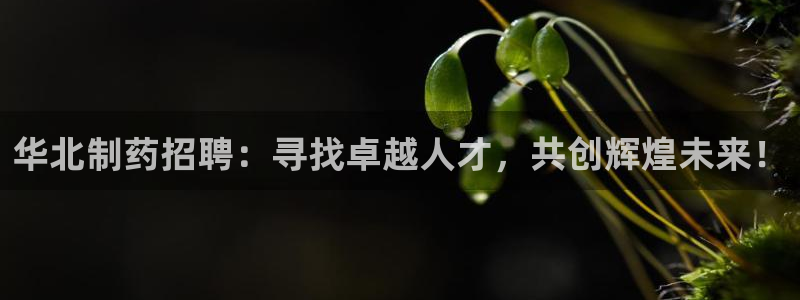 ag九游会老哥：华北制药招聘：寻找卓越人才，共创辉煌未来！